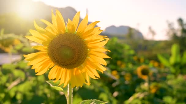 The bees and insects are swarming the yellow sunflower in the evening with golden light. VDO 4K — Stock Video