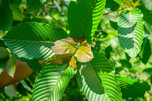 Kratom (Mitragyna speciosa) yeşil bir uyuşturucu türüdür