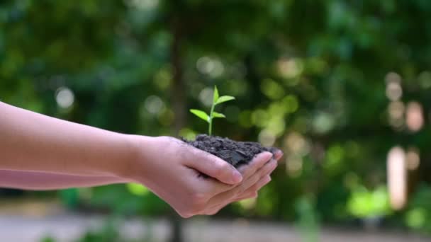 Mensen planten bomen in hun handen. Er zijn bomen, ideeën voor natuur en natuurbehoud. — Stockvideo