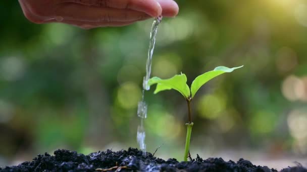 People are planting and watering plants in their hands. There are trees, ideas for preserving nature and the environment. — Stock Video