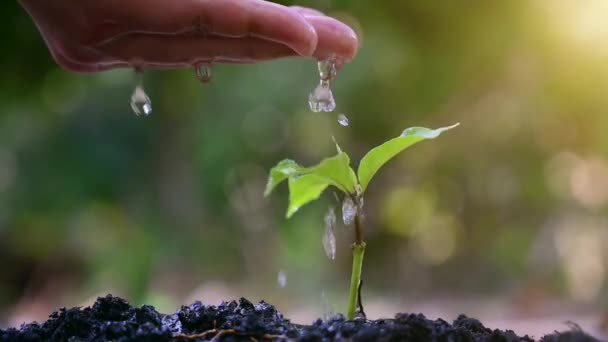 La gente está plantando y regando plantas en sus manos. Hay árboles, ideas para preservar la naturaleza y el medio ambiente . — Vídeo de stock