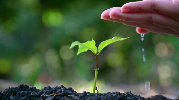 Människor planterar och vattnar växter i sina händer. Det finns träd, idéer för att bevara naturen och miljön. — Stockvideo