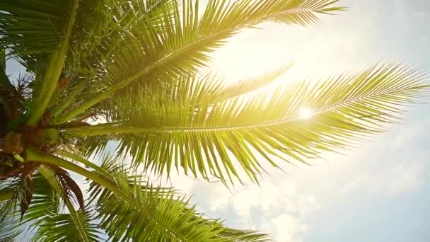 De wind waaide wuivende kokosbladeren en de zon scheen naar beneden. — Stockvideo