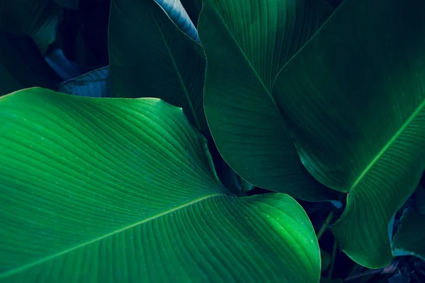 Tropische Bladeren Kleurrijke Bloem Donker Tropisch Gebladerte Natuur Achtergrond Donkergroen — Stockfoto