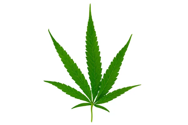 大麻の葉麻分離白の背景 — ストック写真
