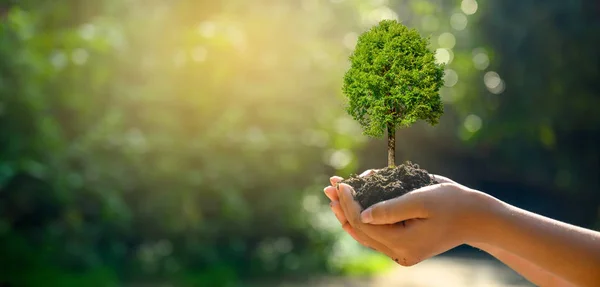 Nelle Mani Alberi Che Crescono Piantine Bokeh Verde Sfondo Femminile — Foto Stock