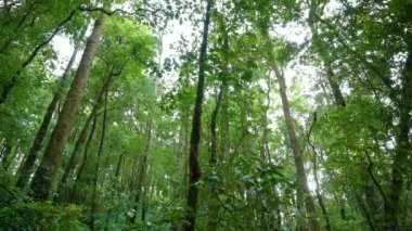 The light shines on the verdant green forest in Thailand.