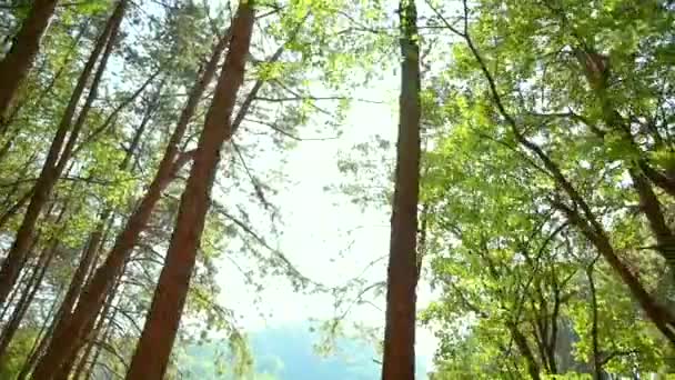 The light shines on the verdant green forest in Thailand. — 비디오