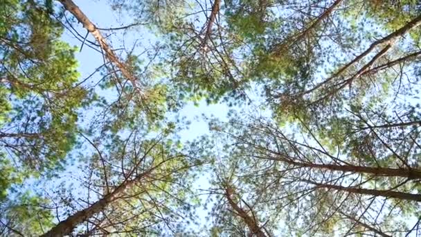 Свет светит на зеленый лес в Таиланде . — стоковое видео