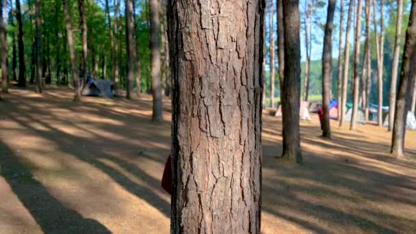 La gente está abrazando el concepto de preservar los árboles y la naturaleza, el medio ambiente, salvar el mundo . — Vídeos de Stock