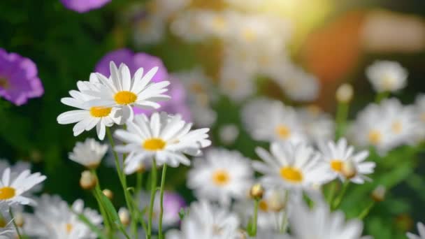 Yeşil çim alanlarda beyaz pembe çiçekler sarı turuncu kelebek açıktır — Stok video