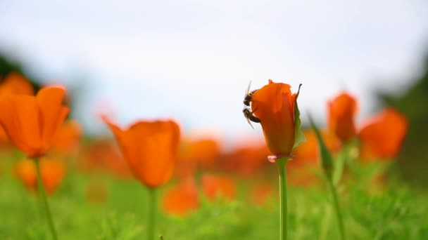 A group of bees collecting honey in orange flowers — Stockvideo