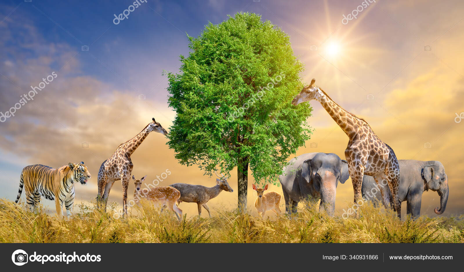 Large Group African Safari Animals Wildlife Conservation Concept Stock Photo by ©sarayut 340931866 Large Group African Safari Animals Wildlife Conservation Concept Stock Photo by ©sarayut 340931866