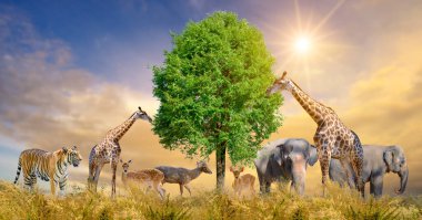 Büyük bir Afrika safari hayvanı grubu. Vahşi yaşamı koruma kavramı