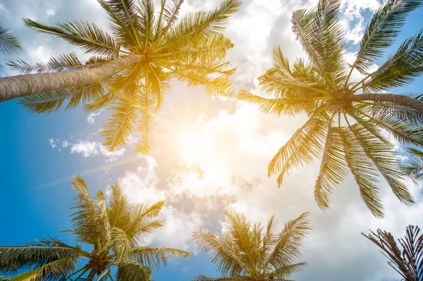 Cocos Sol Con Nubes Sobre Cielo Concepto Verano —  Fotos de Stock