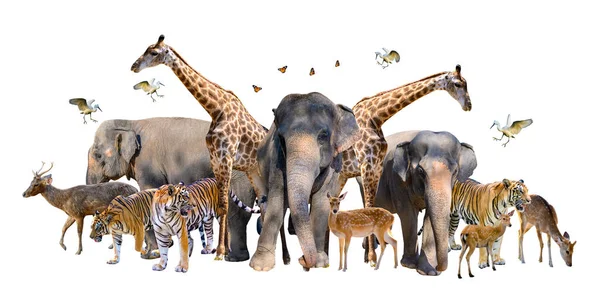 A group of wildlife such as deer, elephants, giraffes and other wild animals grouping together in a white background.Isolate — Stock Image Group Wildlife Deer Elephants Giraffes Other Wild Animals Grouping Together Royalty Free Stock Images