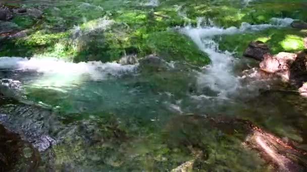 Uma cachoeira com algas azuis flui em um riacho . — Vídeo de Stock