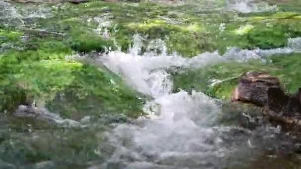 Una cascata con alghe blu scorre in un ruscello . — Video Stock