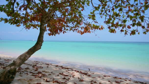 Sea of ������Ko Rok indigo water dark blue beautiful Krabi Thailand Asia — Stok video