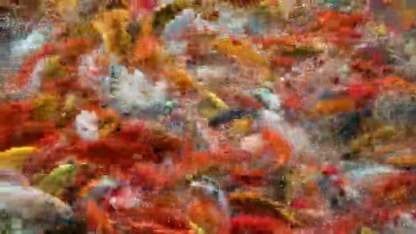 Fancy carpa Koi peces Natación en una multitud de colores — Vídeo de stock