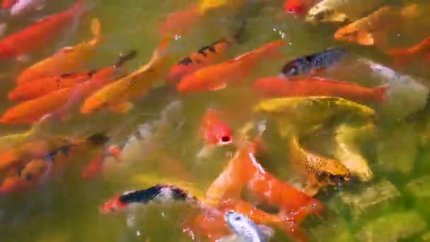 Chique karper Koi vissen Zwemmen in een veelheid van kleuren — Stockvideo