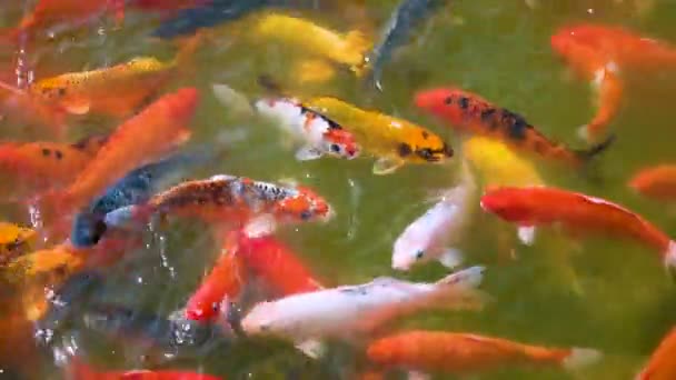 Вишуканий короп риби Кої Плавання в безлічі кольорів — стокове відео