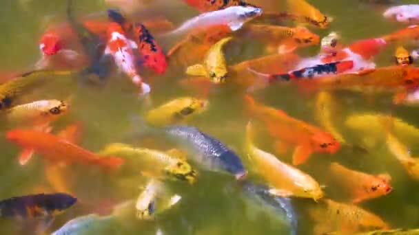 Fancy κυπρίνο ψάρια Koi Κολύμβηση σε ένα πλήθος χρωμάτων — Αρχείο Βίντεο