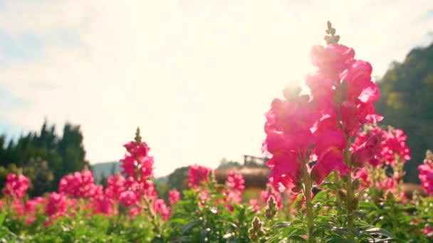 Virág kert Snapdragon Virág kert Snapdragon — Stock videók
