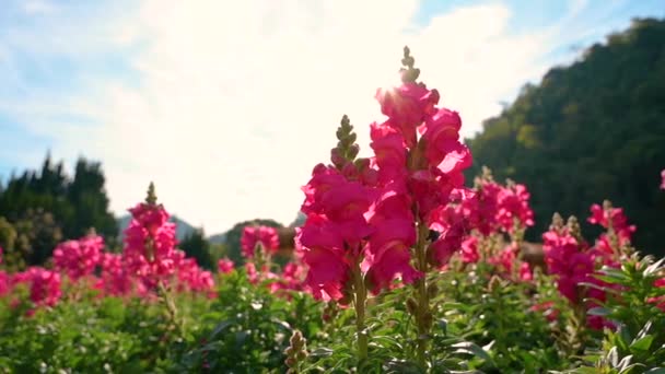Flower garden Snapdragon Flower garden Snapdragon — Stock Video