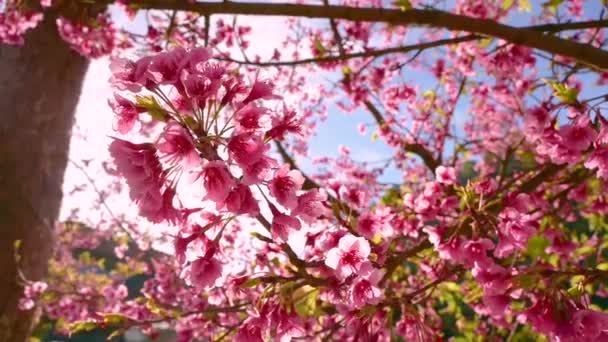 Sakura blauwe achtergrond Angkhang Chiang Mai Thailand — Stockvideo