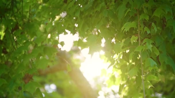La lumière brille sur les feuilles et le vent souffle lentement. L'atmosphère est chaude en été . — Video