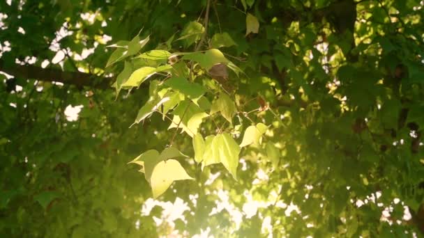 La luz brilla sobre las hojas y el viento sopla lentamente. El ambiente es cálido en verano . — Vídeo de stock