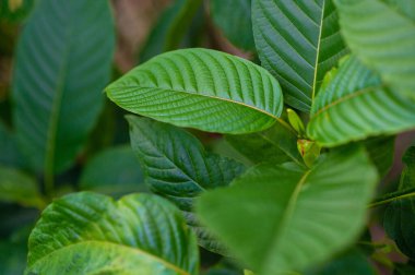Kratom (Mitragyna speciosa) yeşil bir uyuşturucu türüdür