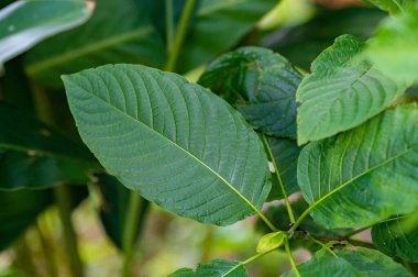 Kratom (Mitragyna speciosa) yeşil bir uyuşturucu türüdür
