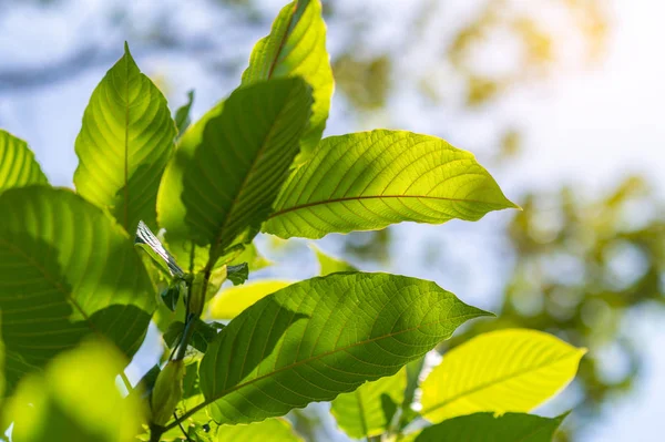 Kratom (Mitragyna speciosa) yeşil bir uyuşturucu türüdür