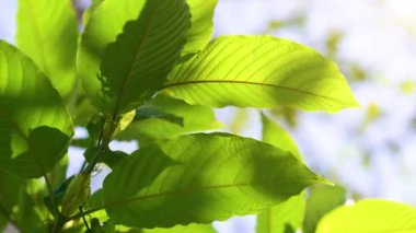 Kratom (Mitragyna speciosa) yeşil bir uyuşturucu türüdür