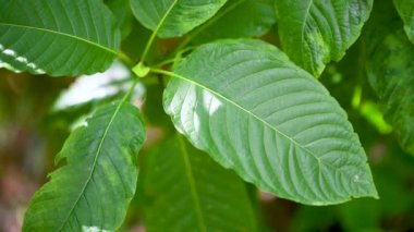 Kratom (Mitragyna speciosa) yeşil bir uyuşturucu türüdür