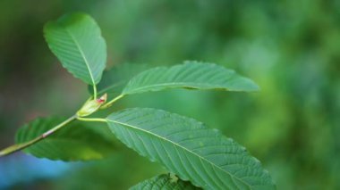 Kratom (Mitragyna speciosa) yeşil bir uyuşturucu türüdür