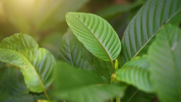 Kratom (Mitragyna speciosa) verde Es un tipo de droga — Vídeo de stock