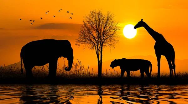 Gran Grupo Animales Safari Africanos Concepto Conservación Vida Silvestre — Foto de Stock