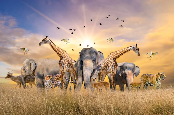 아프리카 사파리 동물들 입니다 — 스톡 사진