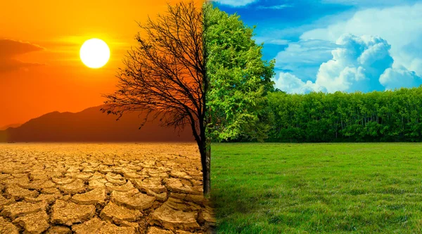 Screen Separates Drought Complete Forest Wildlife Living Global Warming Concept — Stock Photo, Image