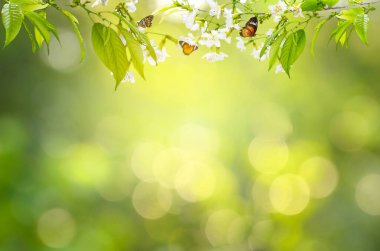 çiçek yaprağı arkaplanı bokeh yeşil arkaplan