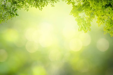 Yaprak arkaplan bokeh bulanık yeşil arkaplan