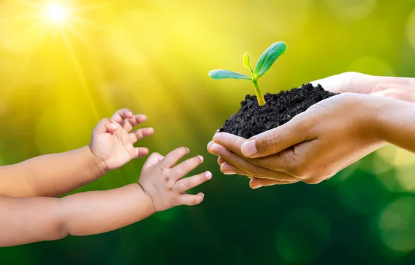 Ενήλικες Baby Hand Tree Environment Ημέρα Της Γης Στα Χέρια — Φωτογραφία Αρχείου