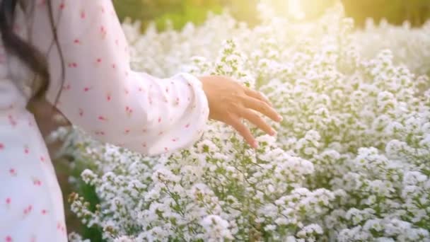 Το χέρι μιας γυναίκας περπατά και ένα χέρι κρατά ένα λευκό λουλούδι στο λιβάδι με τα λουλούδια το βράδυ φως — Αρχείο Βίντεο
