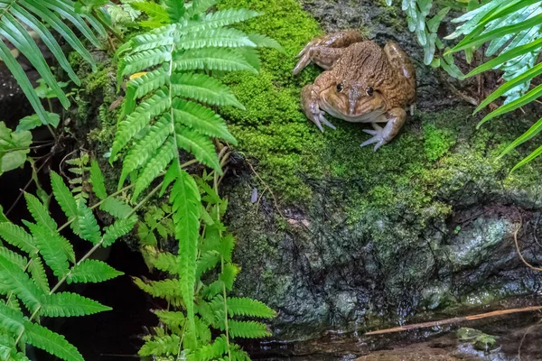 Ropucha obecná v přírodních Swamp — Stock fotografie
