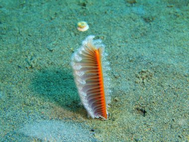 Deniz kalemi, Ada Bali, Puri Jati