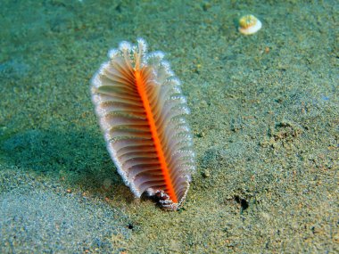 Deniz kalemi, Ada Bali, Puri Jati