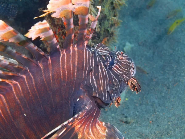 Scorpionfish, Wyspa Bali, Puri Jati — Zdjęcie stockowe